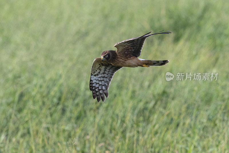 Norhern harrier在飞行中，circus hudsonius